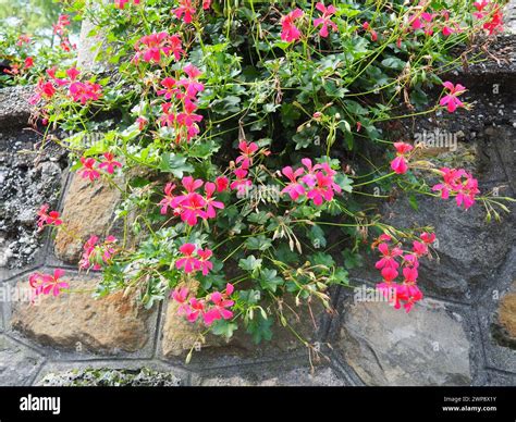 Blooming pink ivy geranium pelargonium, vertical design of landscaping ...