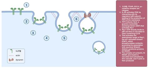 The Chemical Inhibitors of Endocytosis: From Mechanisms to Potential ...