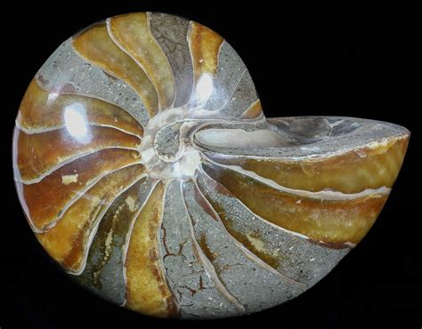 6.25" Large, Polished Nautilus Fossil - Madagascar For Sale (#51677 ...