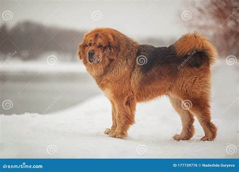 Brown Tibetan Mastiff