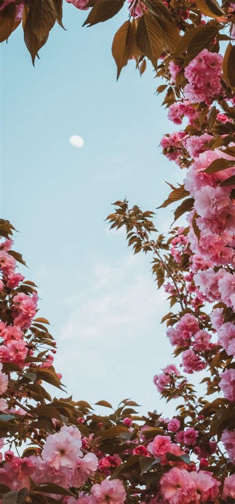 Image result for Background Color CSS Programmilng Code