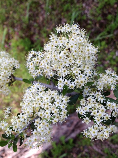 California Shrub: Chamise - Homeschool Nature Study