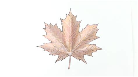 How to Draw a Maple Leaf: 12 Steps (with Pictures) - wikiHow