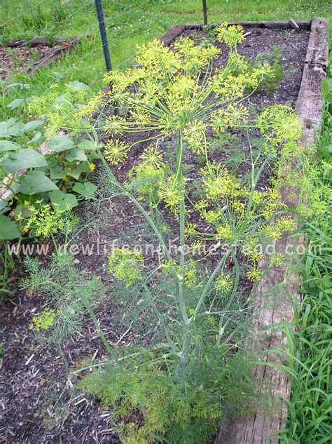 How to Grow Dill from Seed