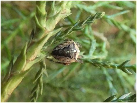Křižák mramorovaný (Araneus marmoreus, Clerck 1757) - Bobův fotoblog