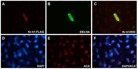The Direct Interaction between E93 and Kr-h1 Mediated Their ...