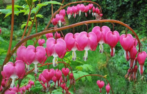 Are Bleeding Heart Plants Safe For Dogs