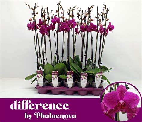 Phalaenopsis Vivaldi | Contrast