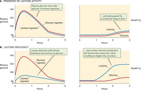 Nutrient Digestion and Absorption - Clinical Tree
