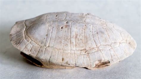 Image result for How to Cure Turtle Shell Rot