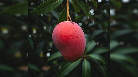 THIS is World's most expensive Mango; Check out cost and where to buy