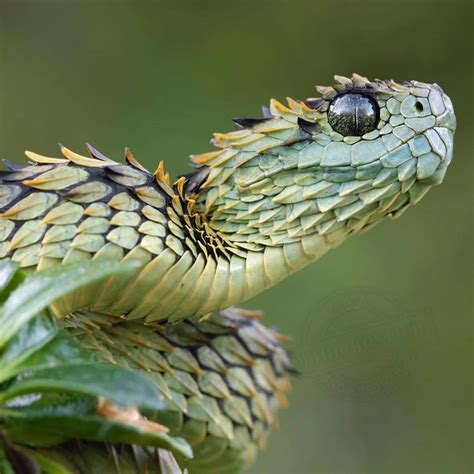 Hairy Bush Viper 🐍 | Tiere, Majestätische tiere, Seltene tiere