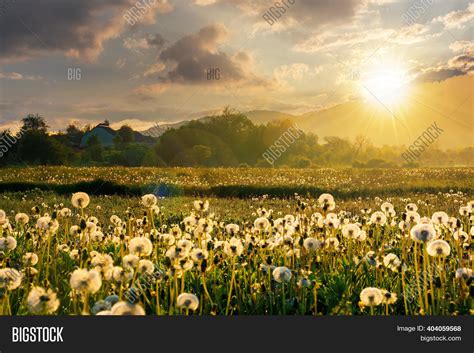 Dandelion Field