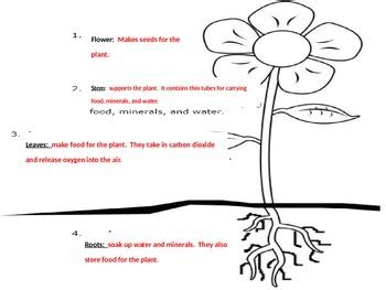 Image result for CLIL Lesson On Classifying Plants