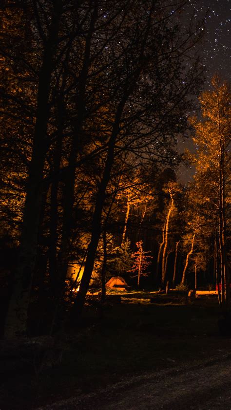 Download wallpaper 1080x1920 forest, trees, tent, light, dark samsung ...