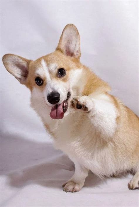 This Cute Pembroke Welsh Corgi 🐶  | Scrolller