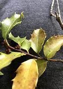 Image result for Holly Bush Disease
