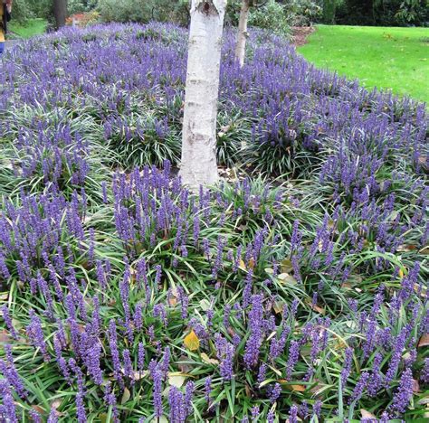 Ground Covers To Replace Grass