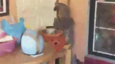 Image result for Python Attacks Woman