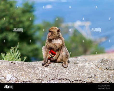 The Barbary macaque population in Gibraltar is the only wild monkey ...