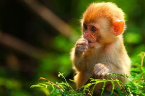 属猴的2021年多少岁 属猴的今年几岁对照表 - 万年历