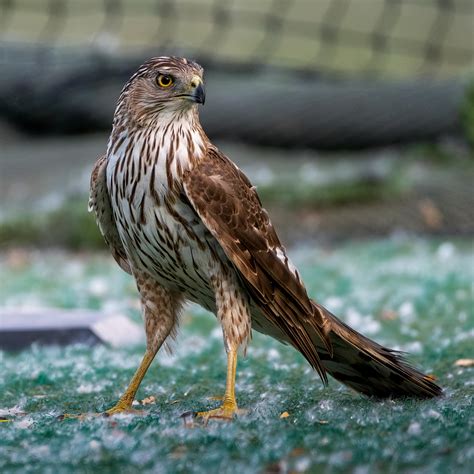 Close-Up Shot of a Cooper Hawk · Free Stock Photo