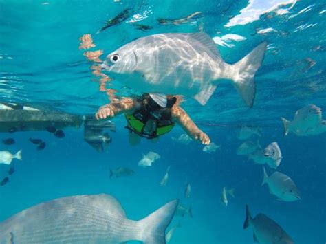 San Andres Fishing & Pesca (San Andres Island) - 2021 What to Know ...