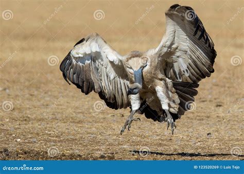A Cape Vulture Photographed in South Africa Stock Image - Image of vulture, endangered: 123520269