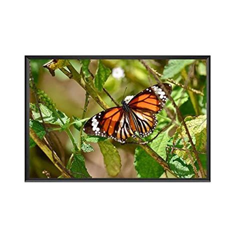 Butterfly UV Textured Wall Poster - with Frame, 18 inch x 12 inch ...
