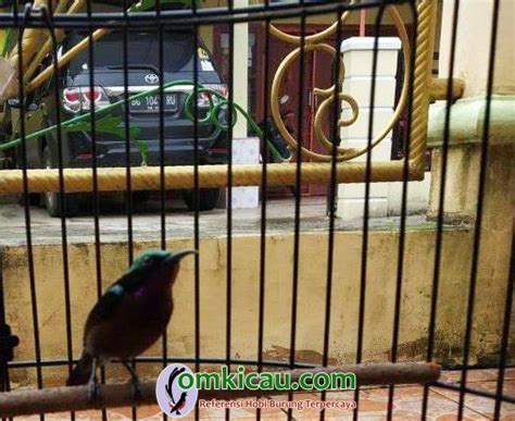 Perawatan Konin Usia 3 Bulan, Apa yang Harus Diperhatikan? - Featured Image
