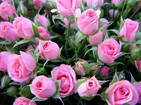 Download Pink Flower Pink Rose Flower Nature Rose HD Wallpaper