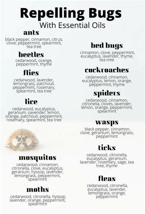 Pin by Aquarian Sun on Biota | Essential oil bug spray, Essential oil ...