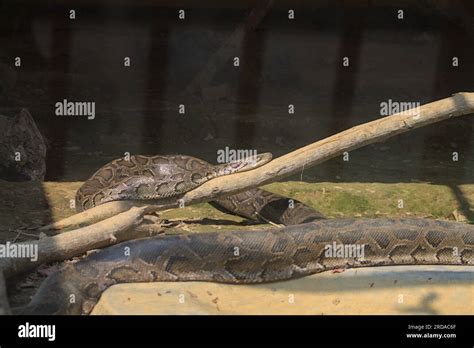 Image result for Python Snake Venomous