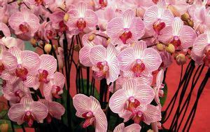Wallpaper orchids, flowers, bouquet, vase, decor hd, picture, image