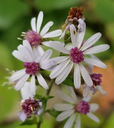 Iowa wildflower Wednesday: Common blue wood aster (Heart-leaved aster ...