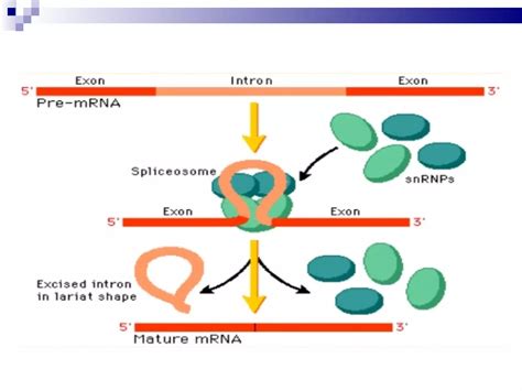 Post-Translational DNA Modification 的图像结果