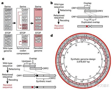 Comment Reprogrammer ADN 的图像结果