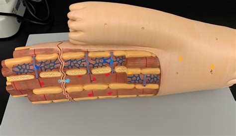 Cardiac Muscle Structure 的图像结果