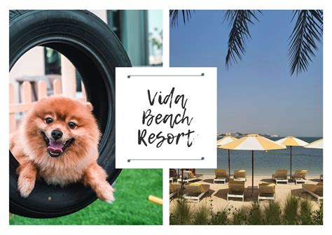 7 Pet Friendly Resorts in UAE To Book A Staycation - Pet First ...