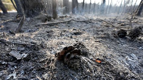 Barnegat fire update: Man charged with arson in Ocean County wildfire