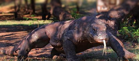 Fascinating Facts About Komodo Dragons in Komodo National Park – ALMIRA ...