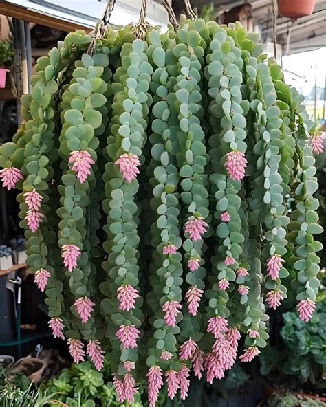 Pin by Michelle Campbell on Flowers in 2025 | Succulent garden diy ...