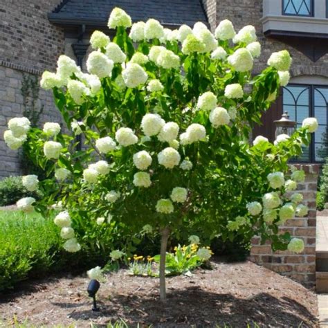 Image result for Lollipop Hydrangea Tree