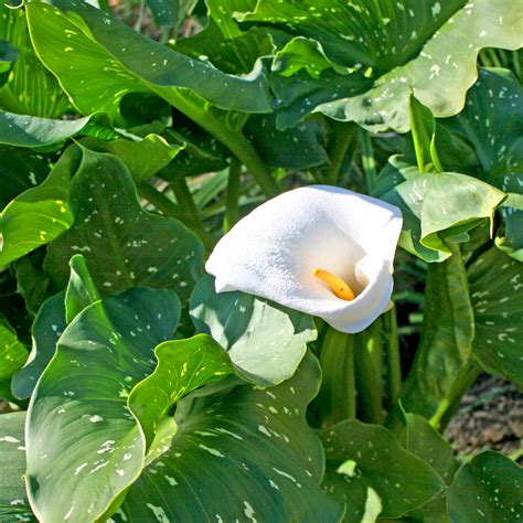 Giant White Calla Lily Bulbs Zantedeschia Aethiopica White Calla Lily