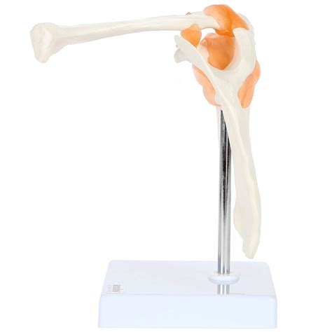 AxisScientific Axis Scientific Human Skeletal Shoulder Anatomy India | Ubuy