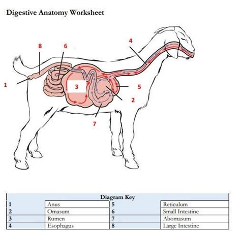 Image result for Goat Digestive System
