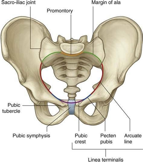Pictures Of Cavity Of The Lesser Pelvis