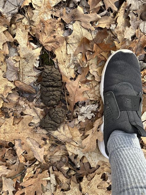 Are these black bear droppings? Found in Central Pennsylvania, USA. : r/AnimalTracking