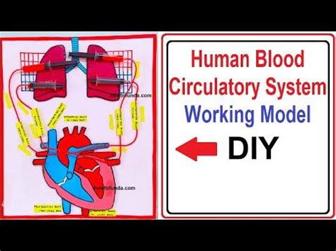 Circulatory System Working Model 的图像结果
