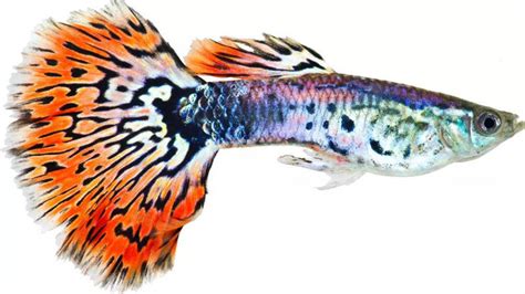 11 animal species known to eat their own kind
